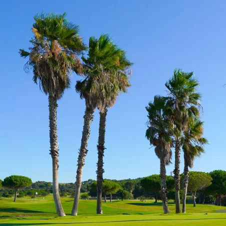 Golf International du Cap d'Agde image 4